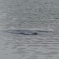 Pied-billed Grebe, underwater :)